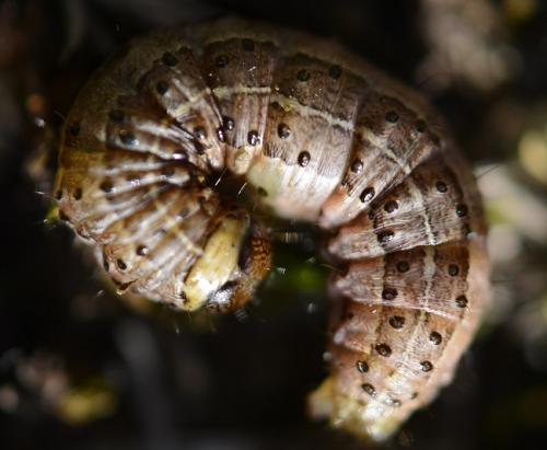 Agrochola lunosa